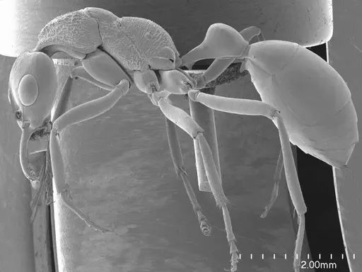 Nothomyrmecia macrops - ANTWEB1008555