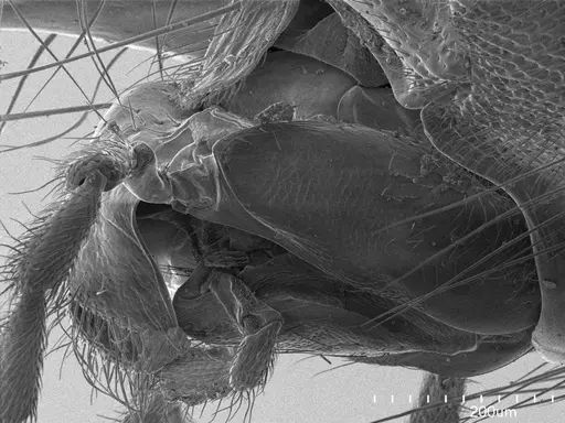 Nothomyrmecia macrops - ANTWEB1008556