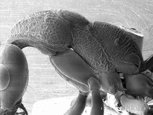 Nothomyrmecia macrops - ANTWEB1008556