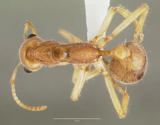 Nothomyrmecia macrops - CASENT0003155