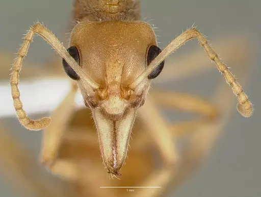 Nothomyrmecia macrops - CASENT0003155