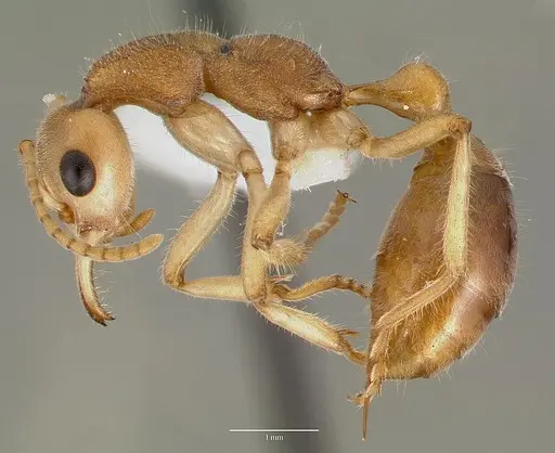Nothomyrmecia macrops - CASENT0003155