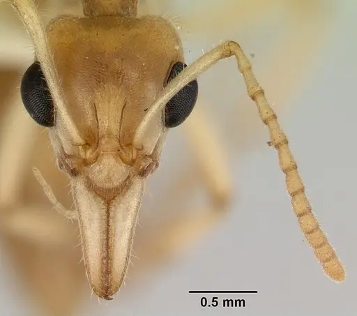 Nothomyrmecia macrops - CASENT0172003