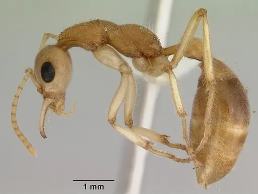 Nothomyrmecia macrops - CASENT0172003