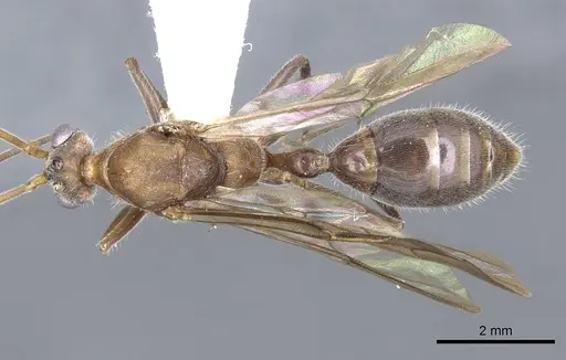 Nothomyrmecia macrops - CASENT0902784