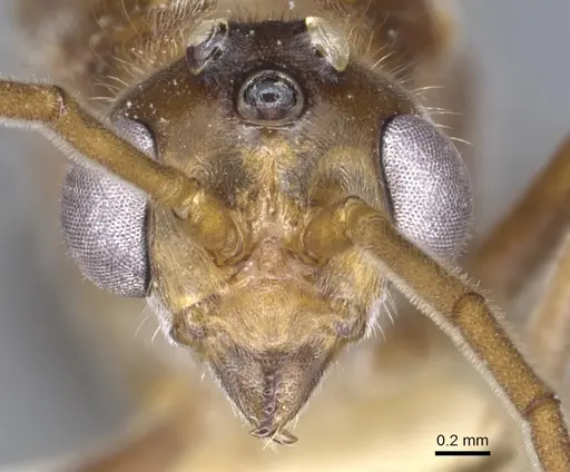 Nothomyrmecia macrops - CASENT0902784