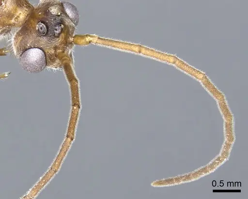 Nothomyrmecia macrops - CASENT0902784