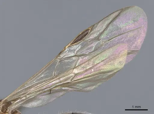 Nothomyrmecia macrops - CASENT0902784