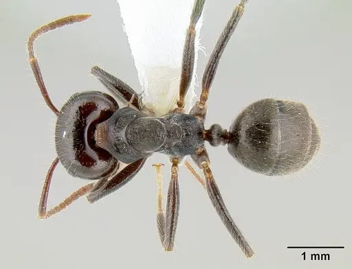 Notoncus capitatus specimen