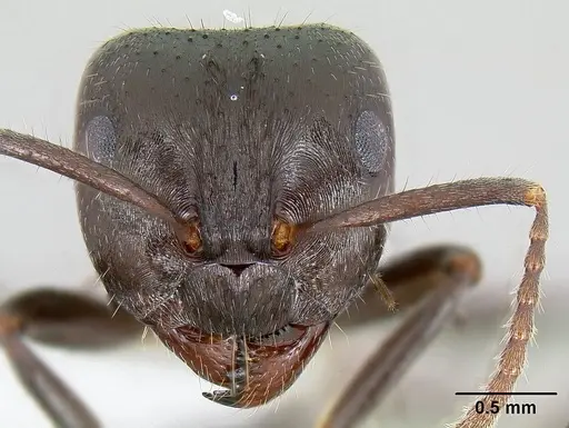 Notoncus capitatus specimen