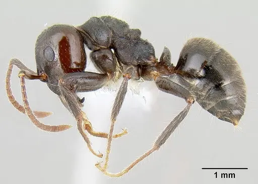 Notoncus capitatus specimen