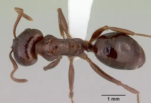 Notoncus capitatus - CASENT0172024