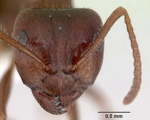 Notoncus capitatus - CASENT0172024