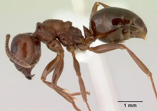 Notoncus capitatus - CASENT0172024