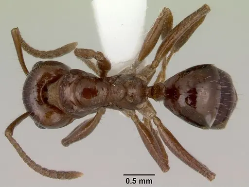 Notoncus capitatus - CASENT0172025