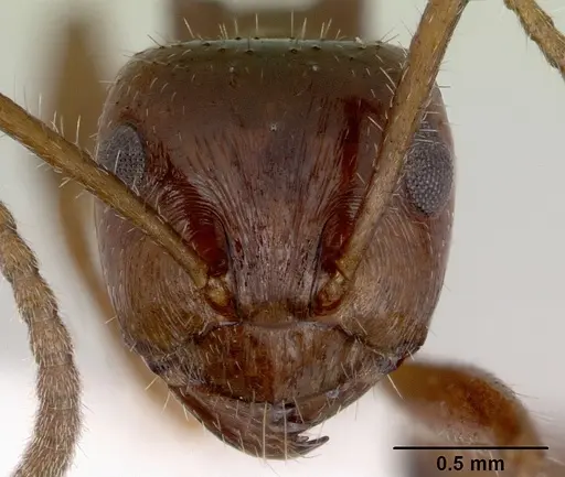 Notoncus capitatus - CASENT0172025