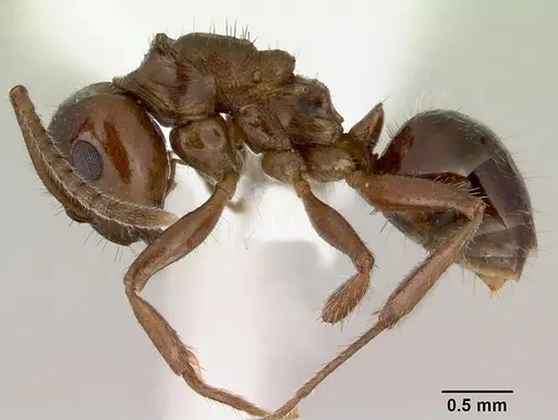 Notoncus capitatus - CASENT0172025