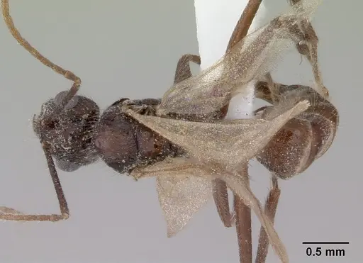 Notoncus capitatus - CASENT0172031