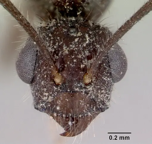 Notoncus capitatus - CASENT0172031