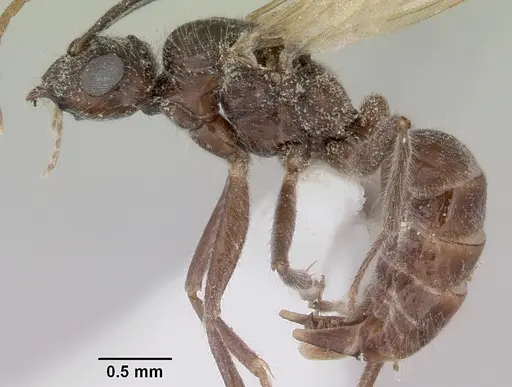 Notoncus capitatus - CASENT0172031