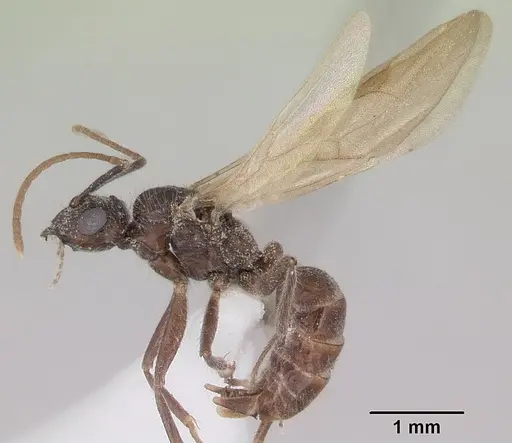 Notoncus capitatus - CASENT0172031