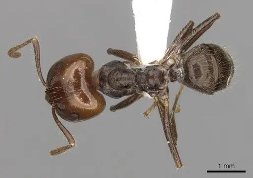 Notoncus capitatus - CASENT0280561