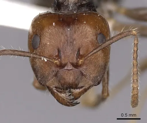 Notoncus capitatus - CASENT0280561