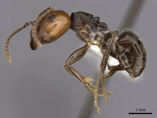 Notoncus capitatus - CASENT0280561