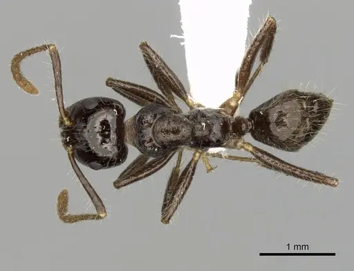 Notoncus capitatus - CASENT0280562