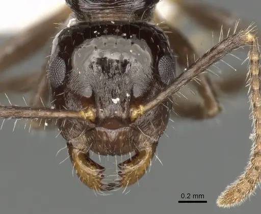 Notoncus capitatus - CASENT0280562