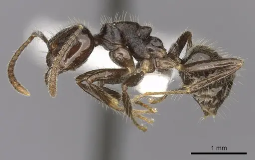 Notoncus capitatus - CASENT0280562