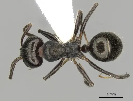 Notoncus capitatus - CASENT0280563