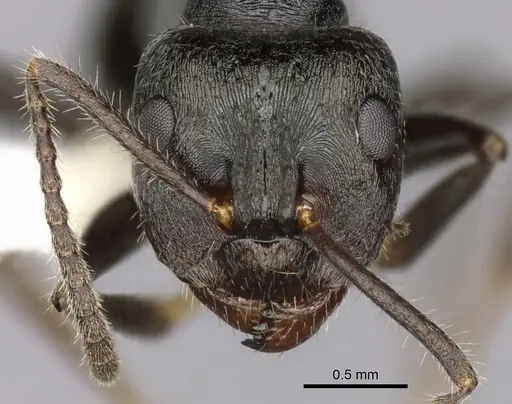 Notoncus capitatus - CASENT0280563