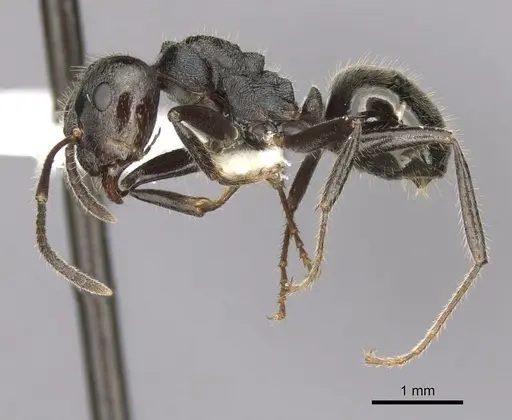 Notoncus capitatus - CASENT0280563