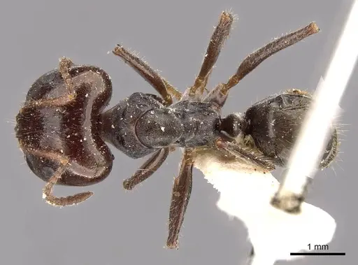 Notoncus capitatus - CASENT0909832