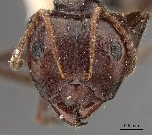 Notoncus capitatus - CASENT0909832