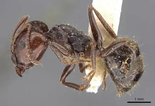 Notoncus capitatus - CASENT0909832