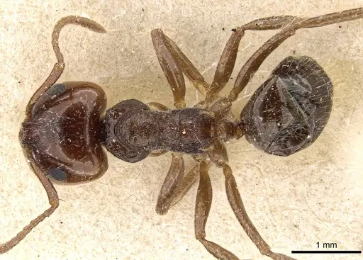 Notoncus capitatus - CASENT0909833