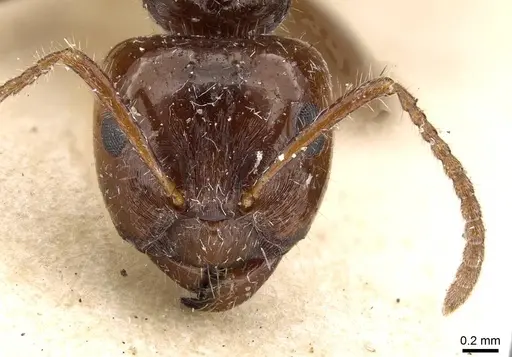 Notoncus capitatus - CASENT0909833