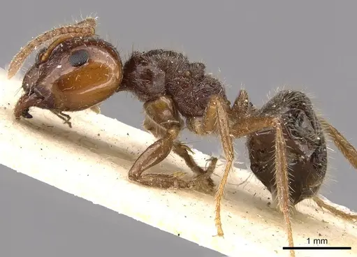 Notoncus capitatus - CASENT0909833