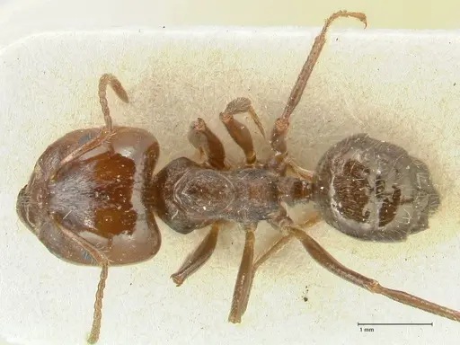 Notoncus capitatus - FOCOL2213-1