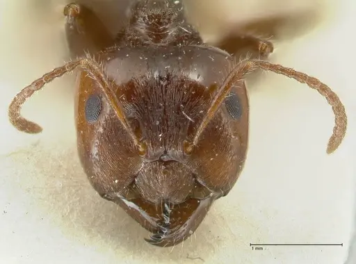 Notoncus capitatus - FOCOL2213-1