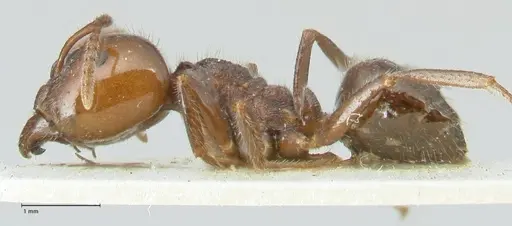 Notoncus capitatus - FOCOL2213-1