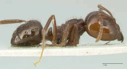 Notoncus capitatus - FOCOL2213-1