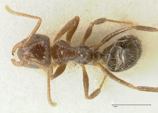 Notoncus capitatus - FOCOL2213-2