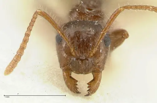 Notoncus capitatus - FOCOL2213-2