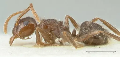 Notoncus capitatus - FOCOL2213-2