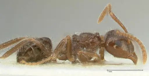 Notoncus capitatus - FOCOL2213-2