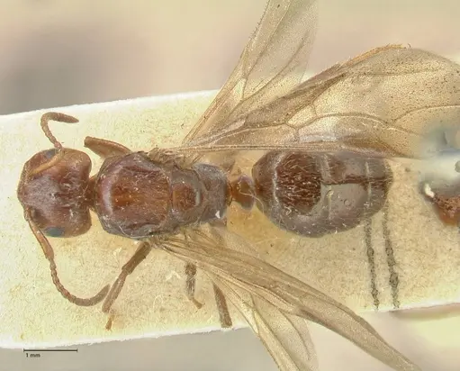 Notoncus capitatus - FOCOL2214-1