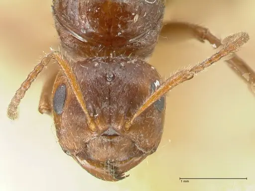 Notoncus capitatus - FOCOL2214-1